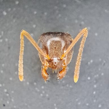 Lasius psammophilus photo 79