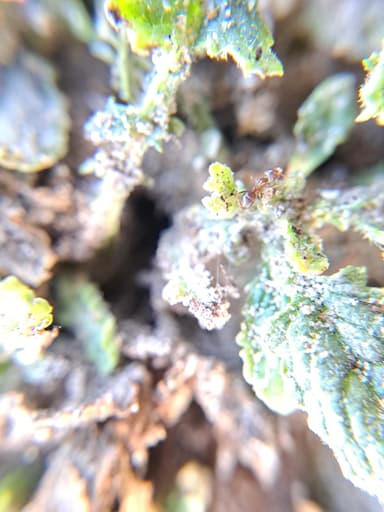 Lasius psammophilus photo 80