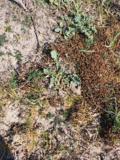 Lasius psammophilus photo 81