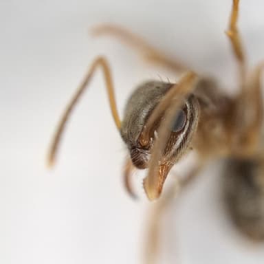 Lasius psammophilus photo 85