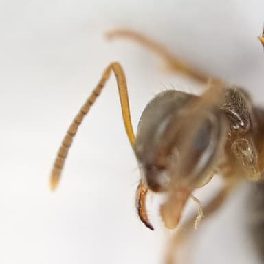 Lasius psammophilus photo 86