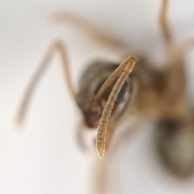 Lasius psammophilus photo 87