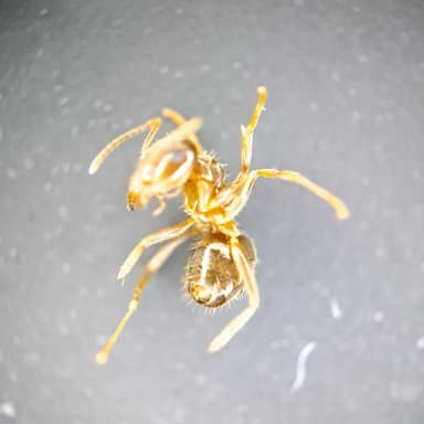 Lasius psammophilus photo 88