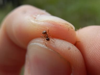 Lasius psammophilus photo 90