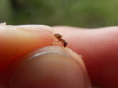 Lasius psammophilus photo 91