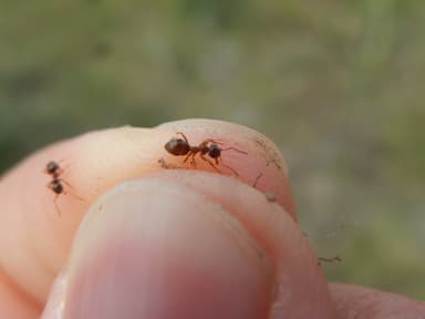 Lasius psammophilus photo 96