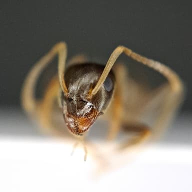 Lasius psammophilus photo 97