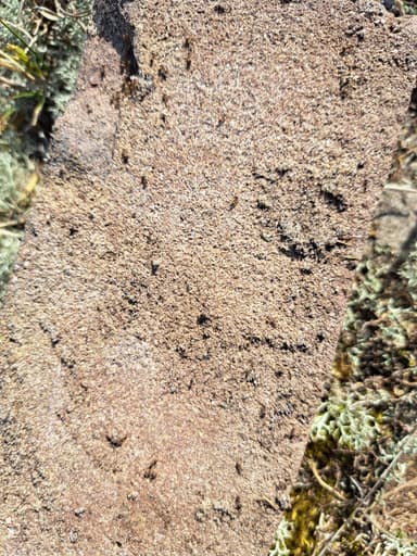 Lasius psammophilus photo 100