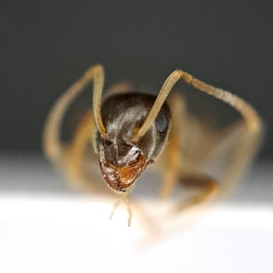 Lasius psammophilus photo 103