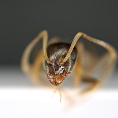 Lasius psammophilus photo 104