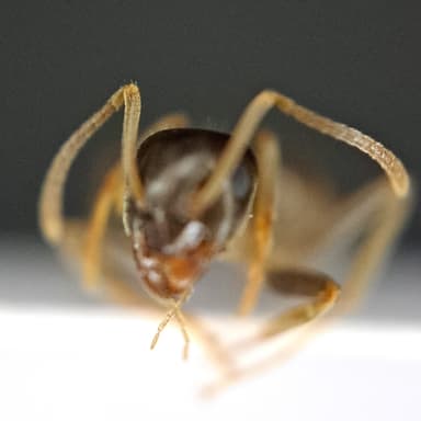 Lasius psammophilus photo 105
