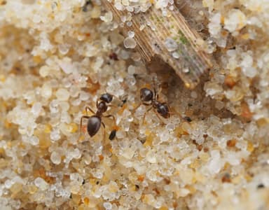 Lasius psammophilus photo 107