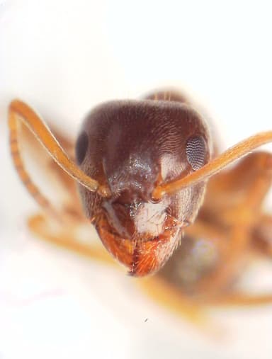 Lasius psammophilus photo 109