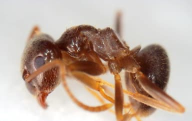 Lasius psammophilus photo 110