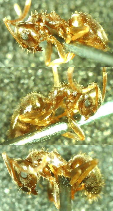 Lasius psammophilus photo 111