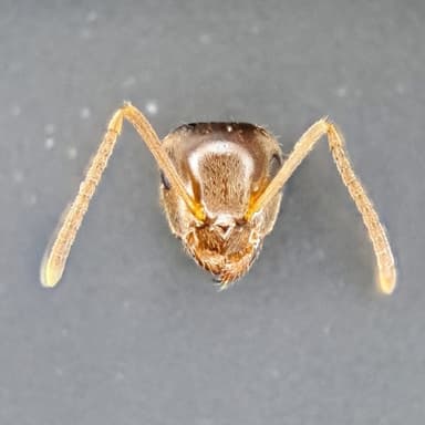 Lasius psammophilus photo 115