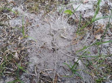 Lasius psammophilus photo 116