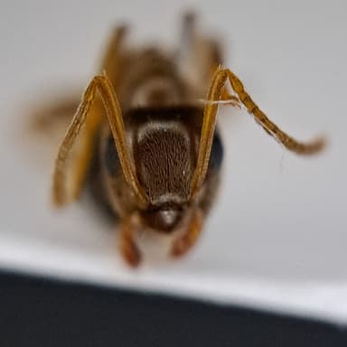 Lasius psammophilus photo 118