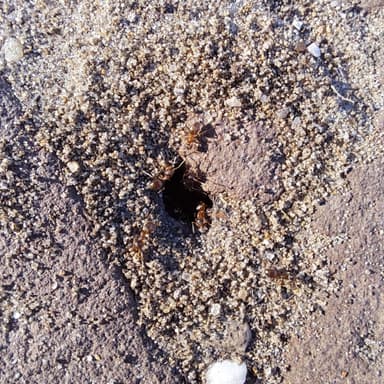 Lasius psammophilus photo 119