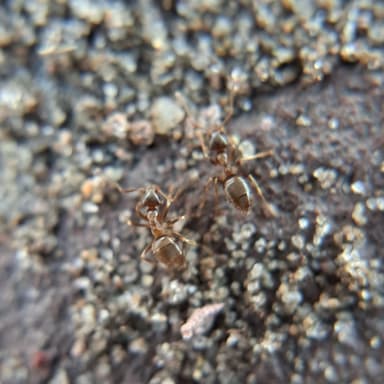 Lasius psammophilus photo 120