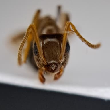 Lasius psammophilus photo 121