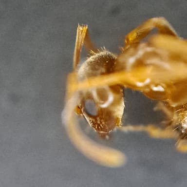 Lasius psammophilus photo 124