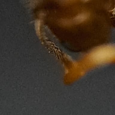 Lasius psammophilus photo 125
