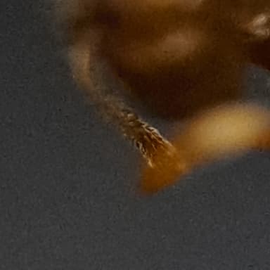 Lasius psammophilus photo 126