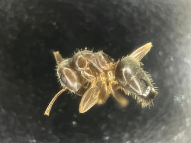 Lasius psammophilus photo 130