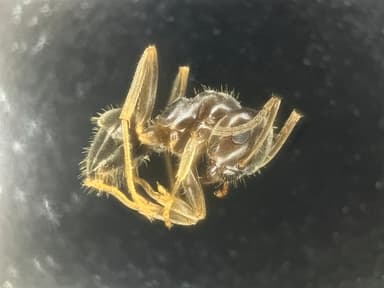 Lasius psammophilus photo 131