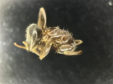 Lasius psammophilus photo 132