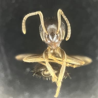 Lasius psammophilus photo 133