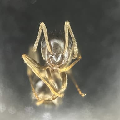 Lasius psammophilus photo 134