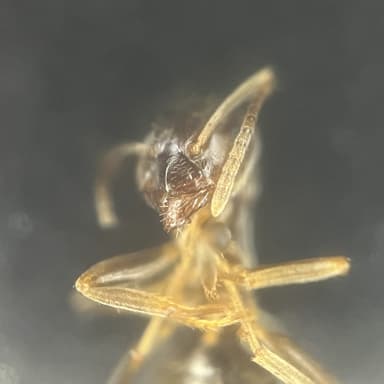 Lasius psammophilus photo 135