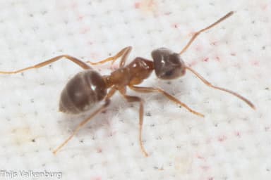 Lasius psammophilus photo 137