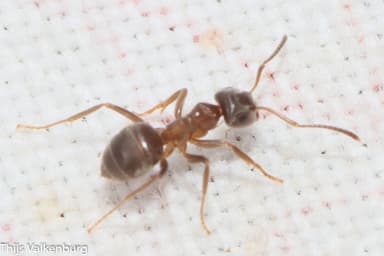 Lasius psammophilus photo 138