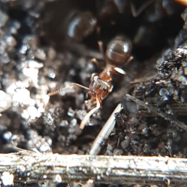 Lasius psammophilus photo 139