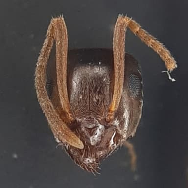 Lasius psammophilus photo 140