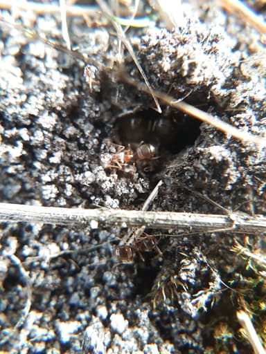 Lasius psammophilus photo 141