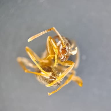 Lasius psammophilus photo 144