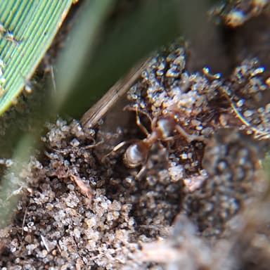 Lasius psammophilus photo 145