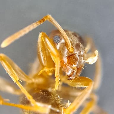 Lasius psammophilus photo 148