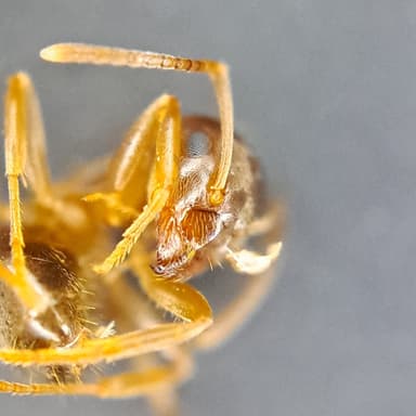 Lasius psammophilus photo 149