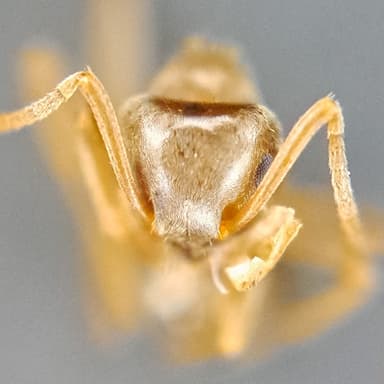 Lasius psammophilus photo 150