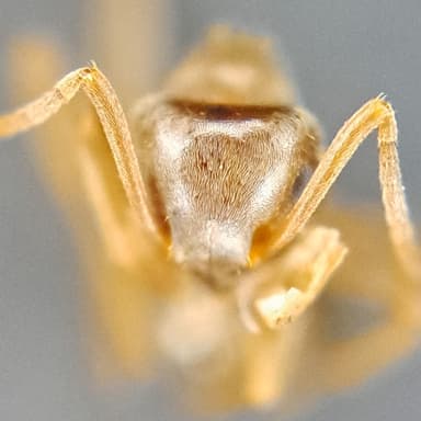 Lasius psammophilus photo 151