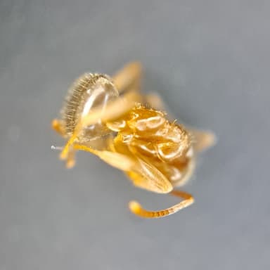 Lasius psammophilus photo 152