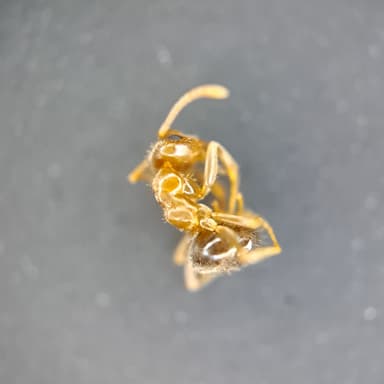 Lasius psammophilus photo 153