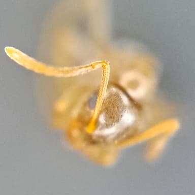 Lasius psammophilus photo 154