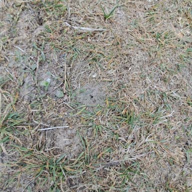 Lasius psammophilus photo 155