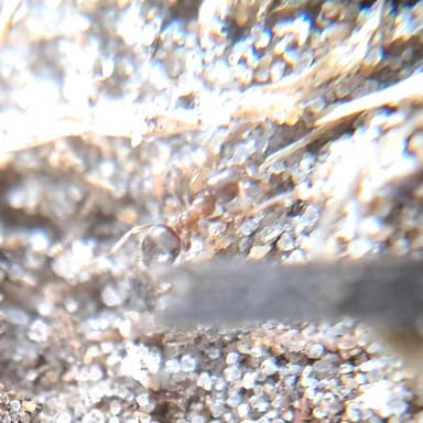 Lasius psammophilus photo 157